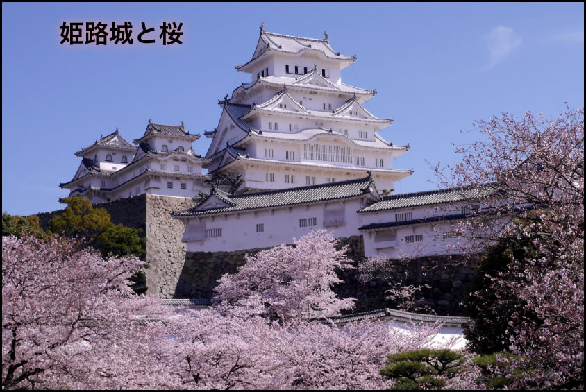 姫路城と桜
