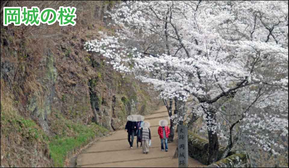 岡城の桜